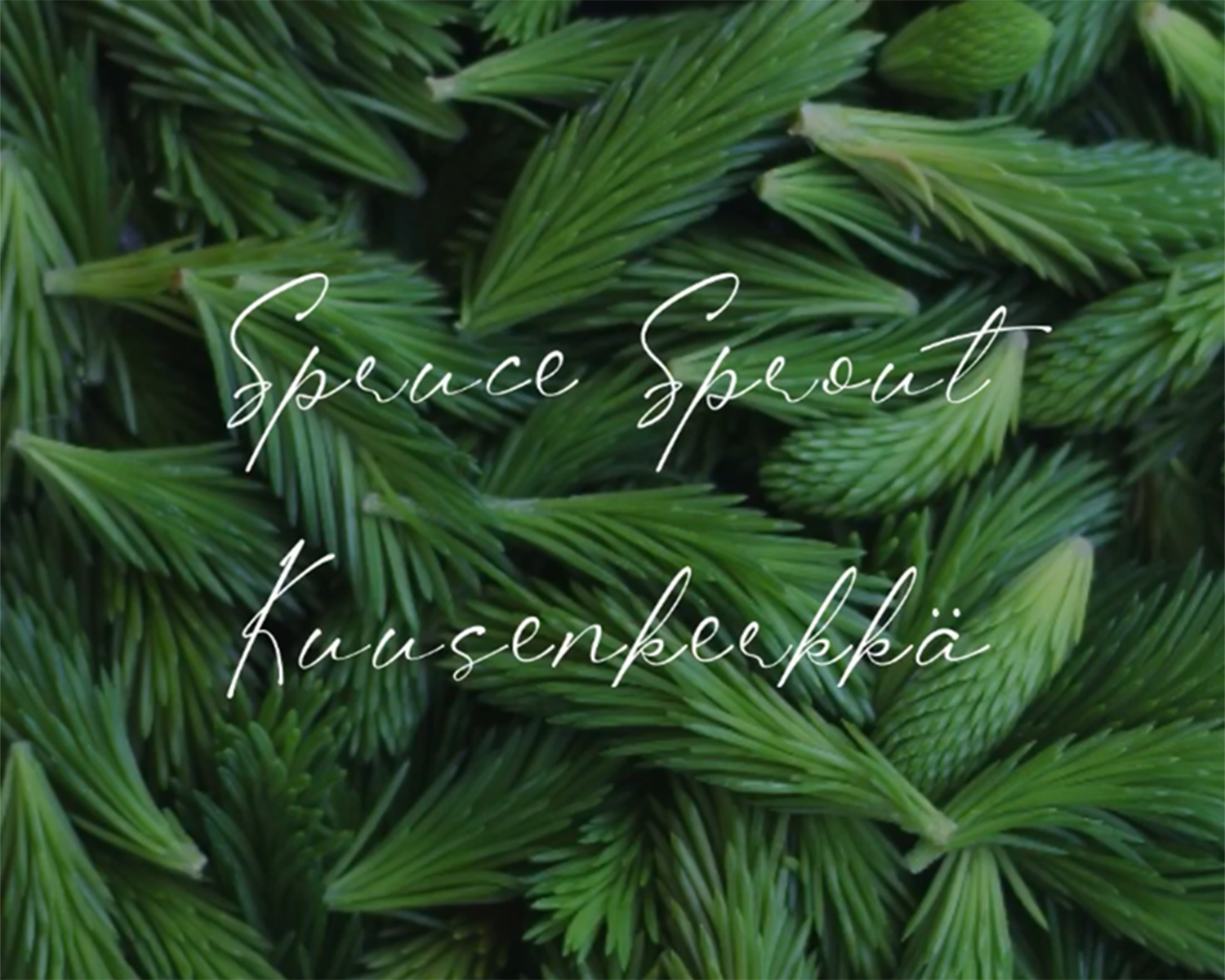 Spruce Sprouts - Green Gold from the Finnish Forests
