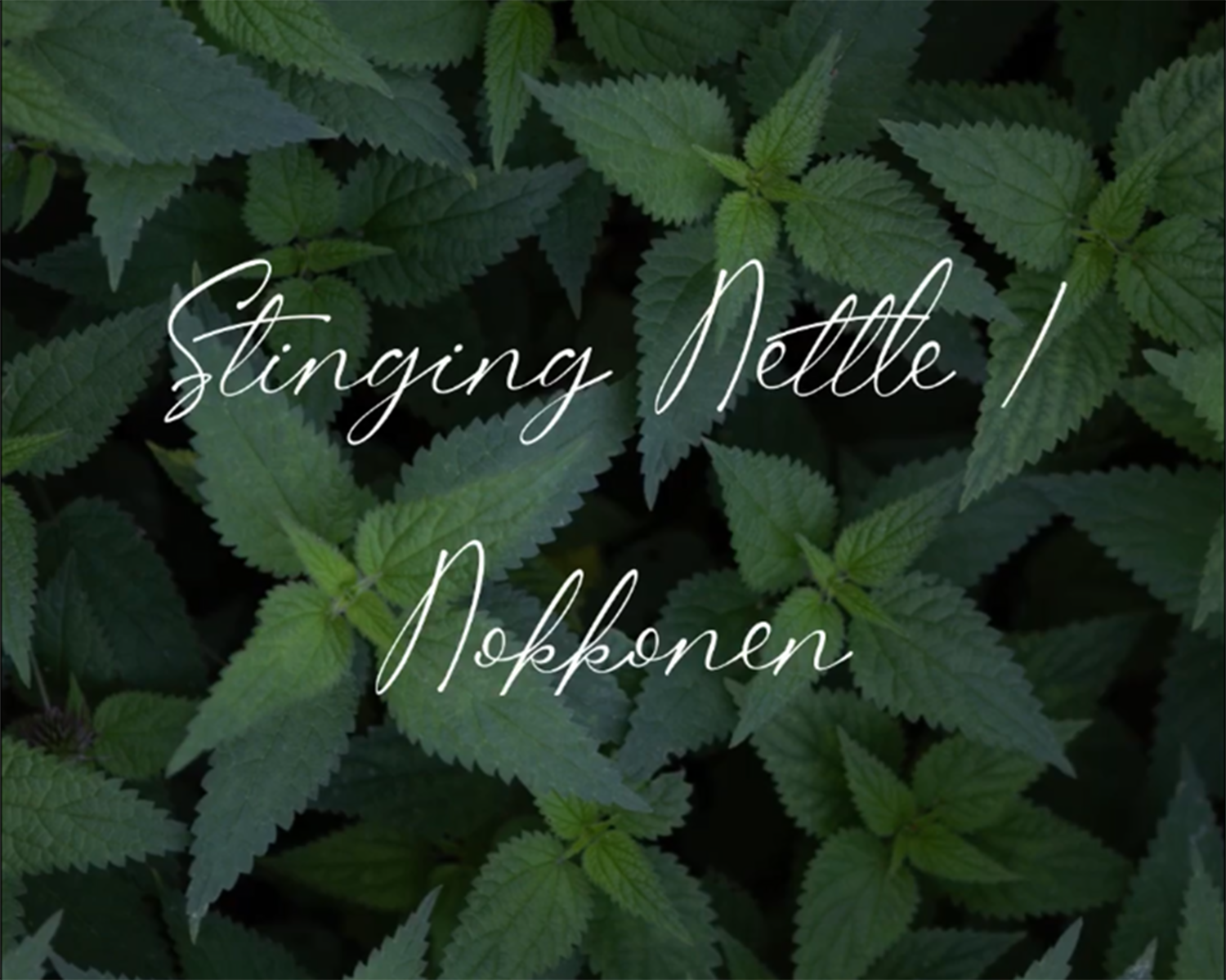 Stinging Nettle - The King of Finnish Wild Vegetables