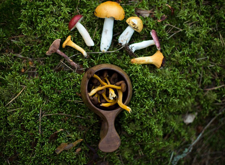 Finnish nature is full of tasty edible mushrooms