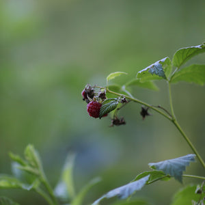 Raspberry Leaf 15g